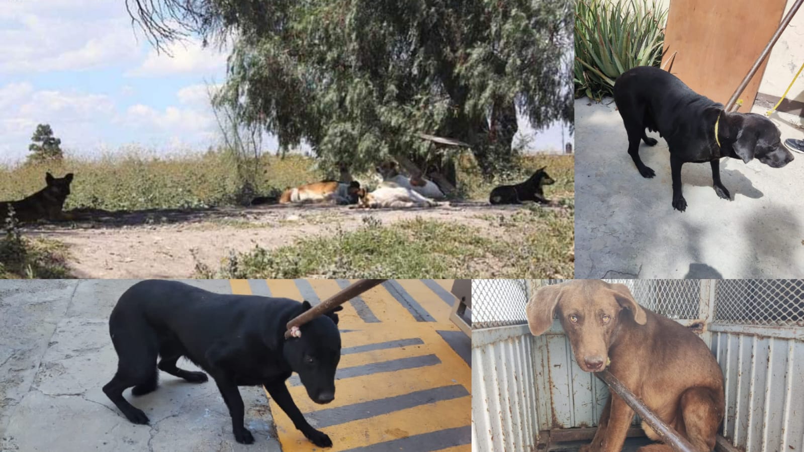 Tras desmembramiento de hombre sacrificarán a jauría de perros de Jofre